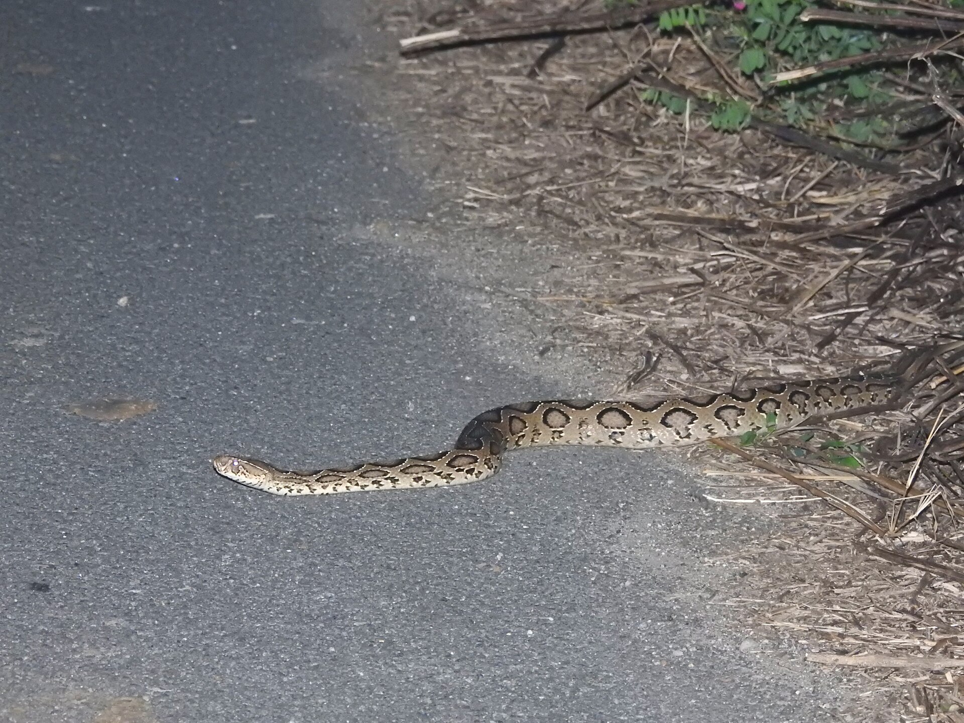 Snakebites cause far more deaths worldwide than previously thought